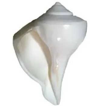 Dakshinavarti Shankh 